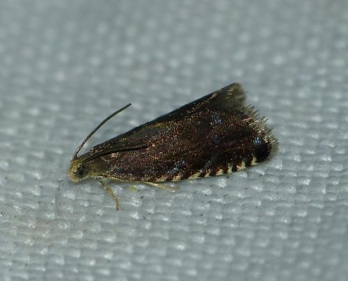 Pammene germmana